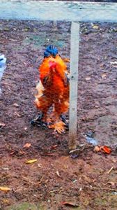  - brahma columbia galben negru 2017