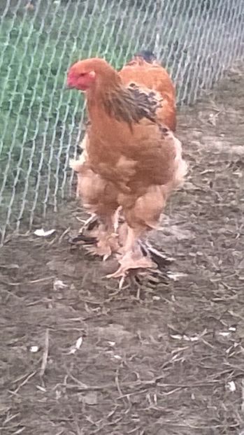  - brahma columbia galben negru 2017