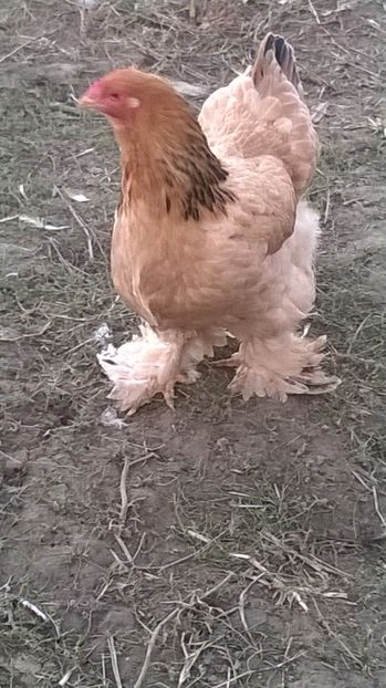  - brahma columbia galben negru 2017