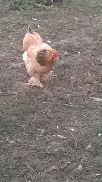  - brahma columbia galben negru 2017