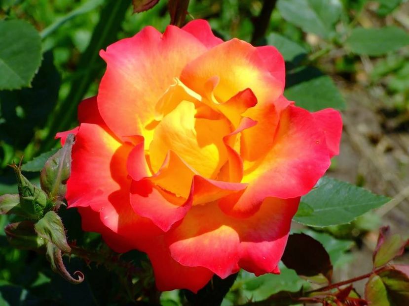 2014_tr_15 - 2014_05_Trandafiri