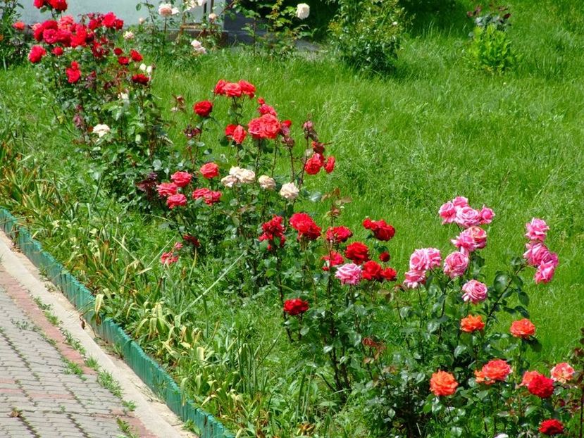 2014_tr_19 - 2014_05_Trandafiri