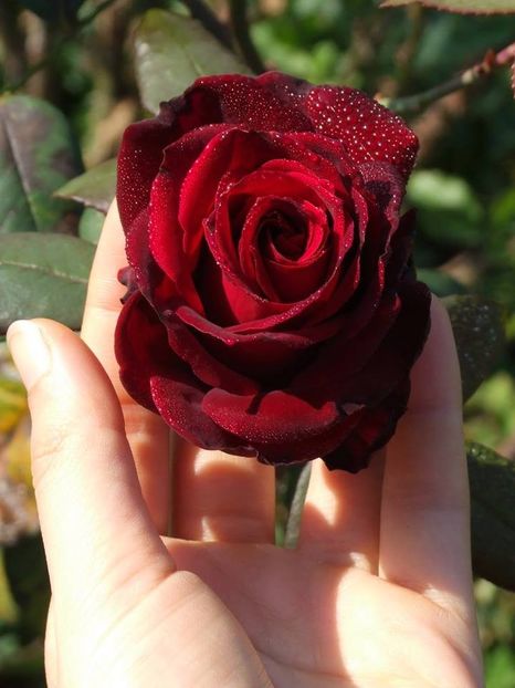 2014_tr_23 - 2014_05_Trandafiri