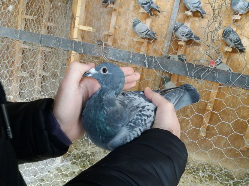 70845 2017 fiica/fiu 1 NAT AS 3 ani - C Achizitii 2018