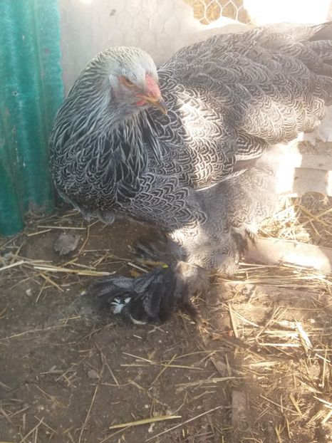  - brahma herminat inchis 2017