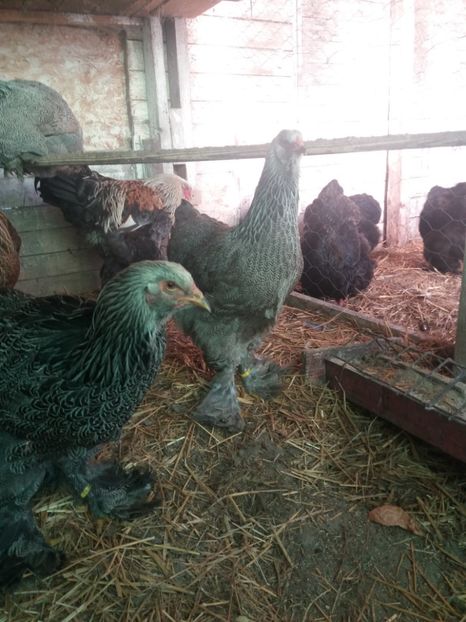  - brahma herminat inchis 2017