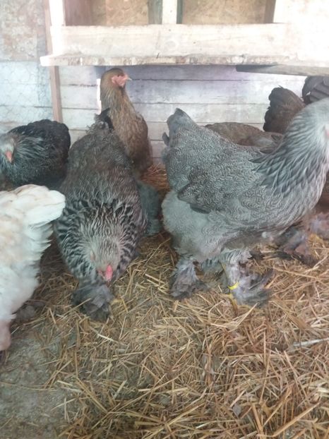  - brahma herminat inchis 2017