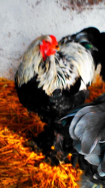  - brahma herminat inchis 2017