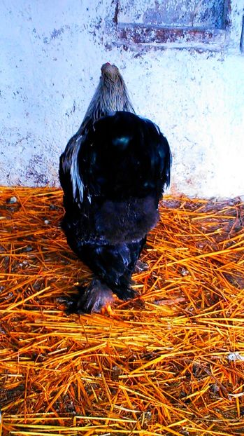  - brahma herminat inchis 2017