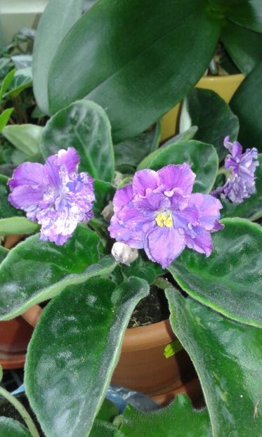 Rs Poppuri - 1violete inflorite 2018 2019
