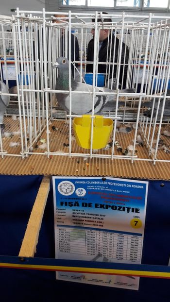 Loc 7 Nat AS Viteza Y Expo 2017 - C Achizitii 2018