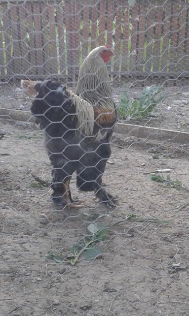 20170704_201513 (1) - brahma silver