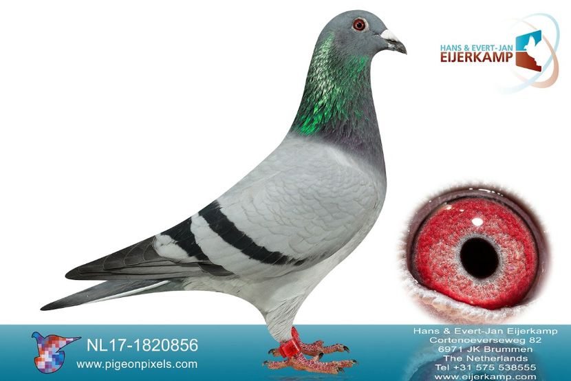 NL17-1820856 - M - Per. 1 - A1 PERECHI MATCA pentru 2019