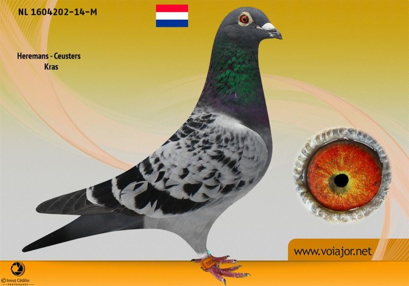 NL 1604202-14 - M - Per. 2 - A1 PERECHI MATCA pentru 2019