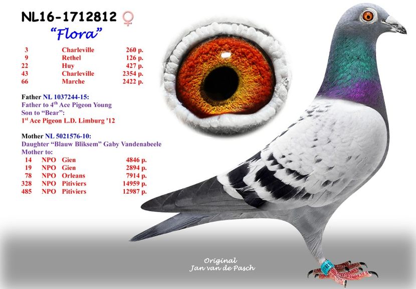 NL16-1712812 - F - Per. 2 - A1 PERECHI MATCA pentru 2019