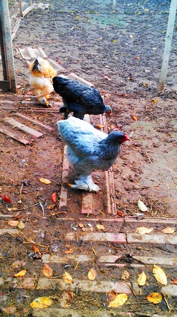  - brahma albastru 2017