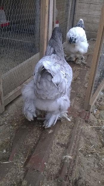  - brahma albastru 2017