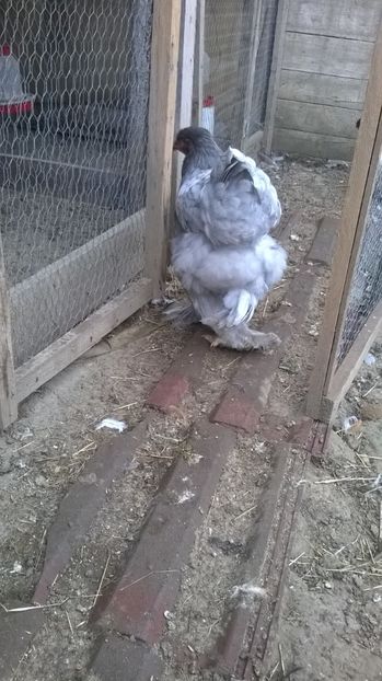  - brahma albastru 2017