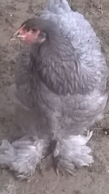  - brahma albastru 2017