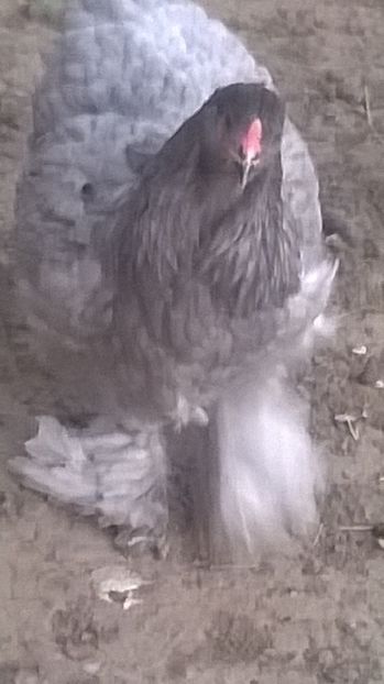  - brahma albastru 2017