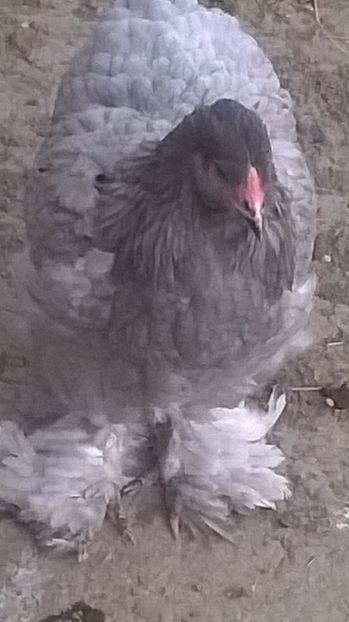  - brahma albastru 2017