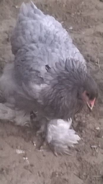  - brahma albastru 2017