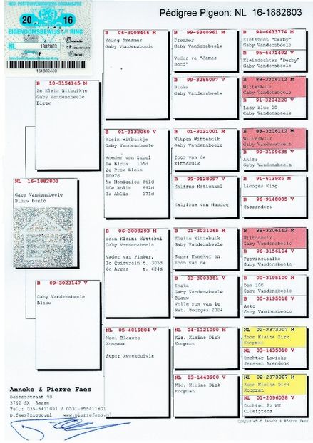 16 - 1882803 M - A1 PERECHI MATCA pentru 2019