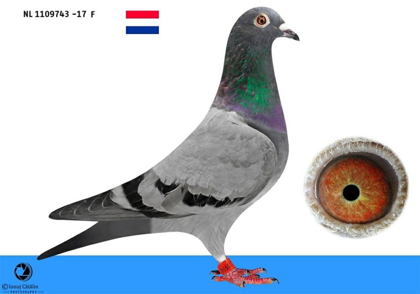 NL 1109743 -17 - F - Per. 3 - A1 PERECHI MATCA pentru 2019