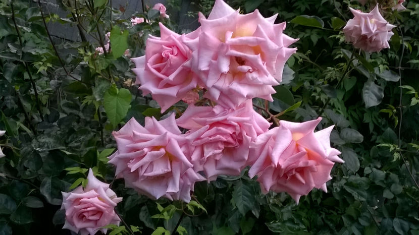 Comtesse Vandal - 0 Top 10 trandafiri th