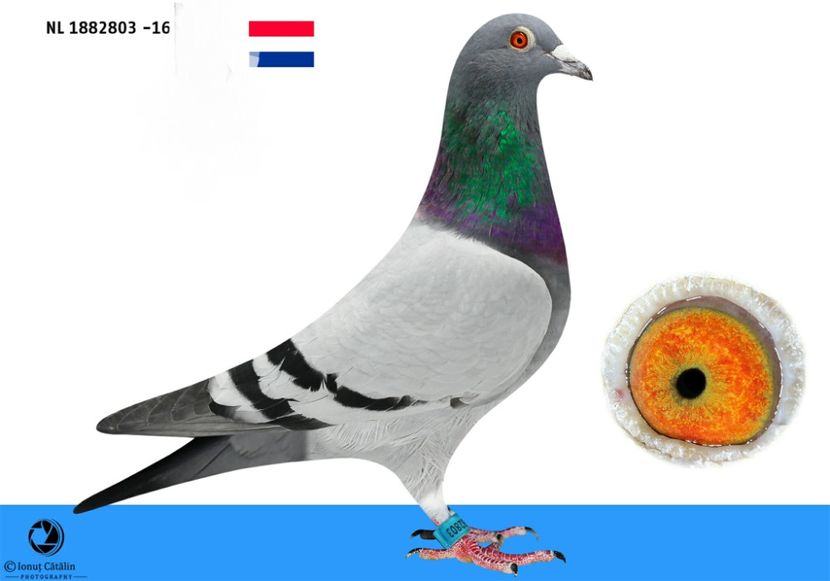 NL 1882803 -16 - M - Per. 3 - A1 PERECHI MATCA pentru 2019