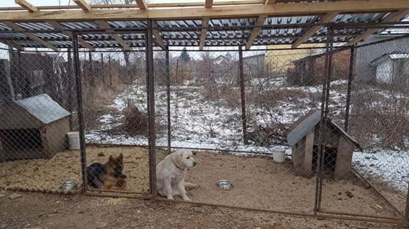  - Golden Retriever Bella