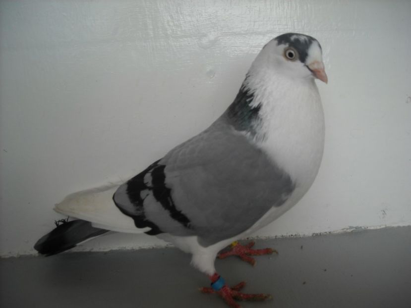  - jucatori de galati pe albastru