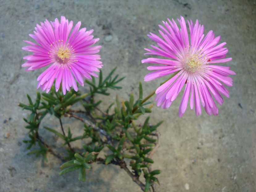 Lampranthus spectabilis (Haw.) N.E.Br.1930. - Genul Lampranthus