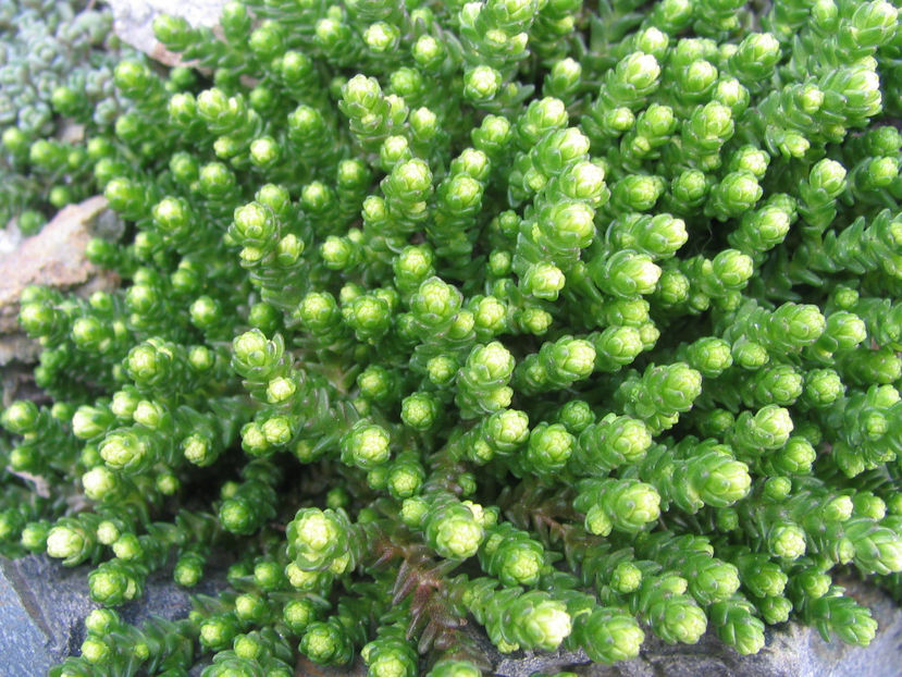 Sedum acre L. 1753. - Genul Sedum Hardy