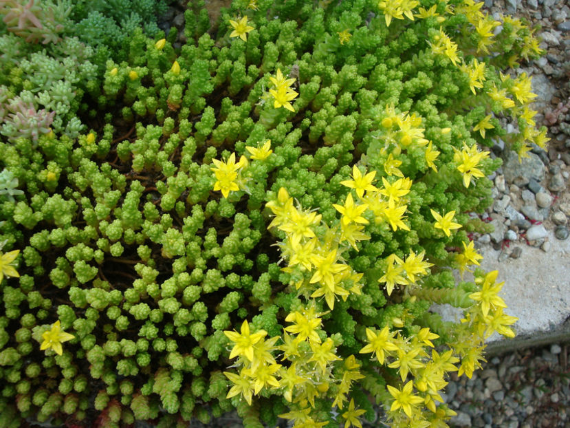 Sedum acre L. 1753. - Genul Sedum Hardy