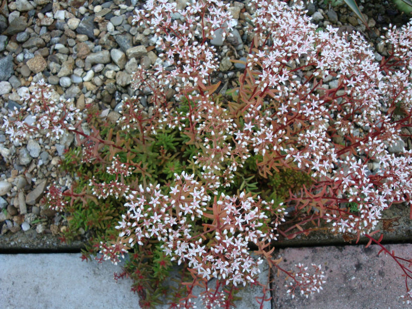 Sedum caeruleum L. 1771. - Genul Sedum Hardy