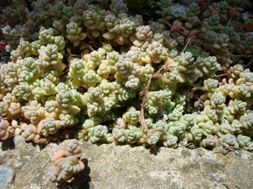 Sedum dasyphyllum L. 1753. - Genul Sedum Hardy