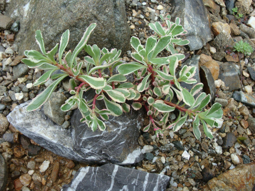 Sedum kamtschaticum ‘Variegatum’ - Genul Sedum Hardy