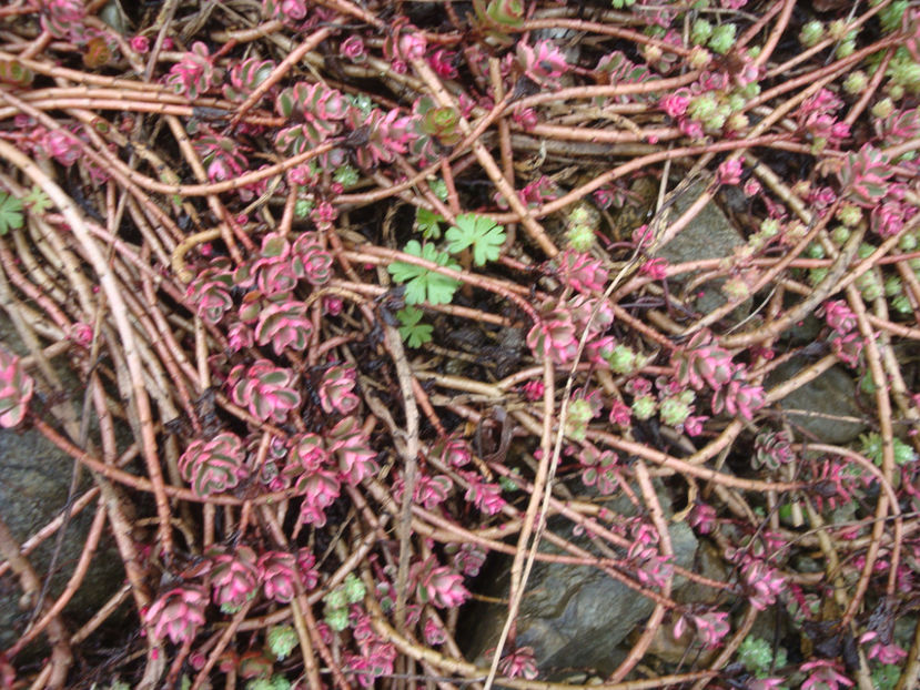 Sedum kamtschaticum ‘Variegatum’ - Genul Sedum Hardy