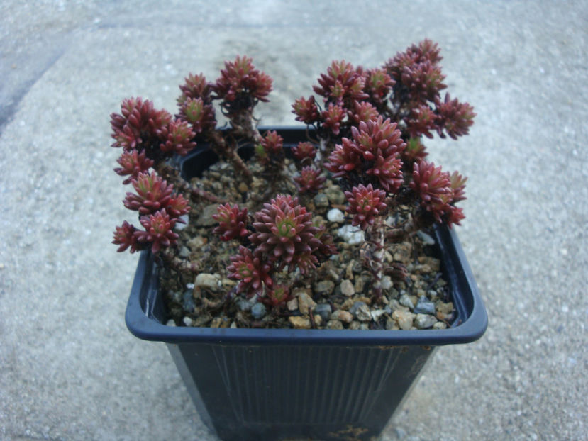 Sedum multiceps Coss. & Durieu 1862. - Genul Sedum Hardy