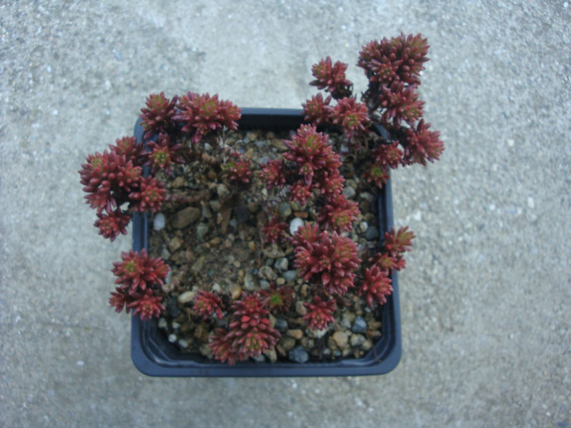 Sedum multiceps Coss. & Durieu 1862. - Genul Sedum Hardy