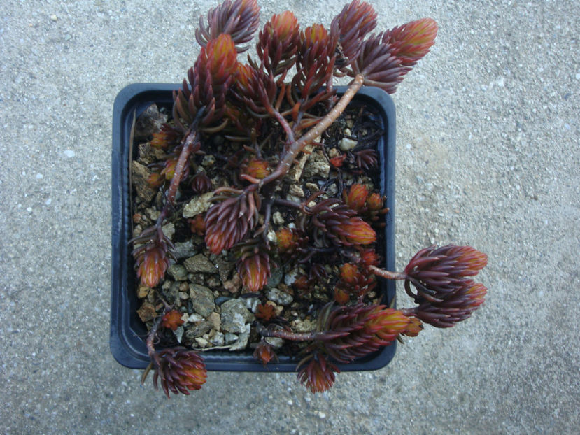 Sedum rupestre L. 1753. - Genul Sedum Hardy