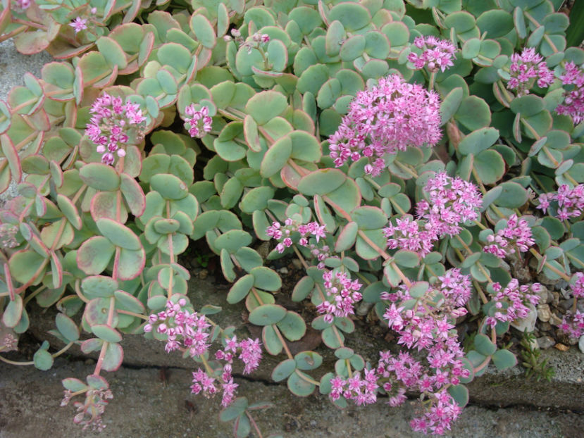 Sedum sieboldii Regel 1856. - Genul Sedum Hardy