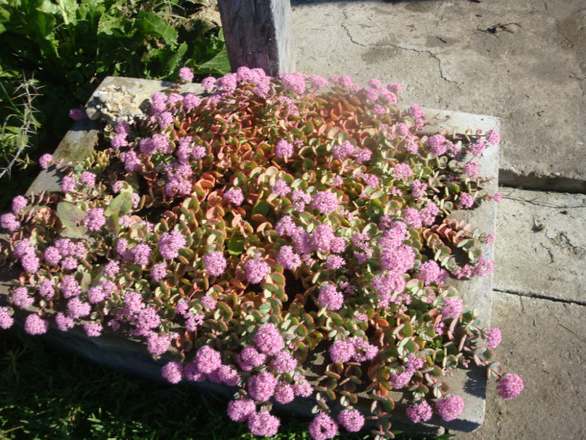 Sedum sieboldii Regel 1856. - Genul Sedum Hardy