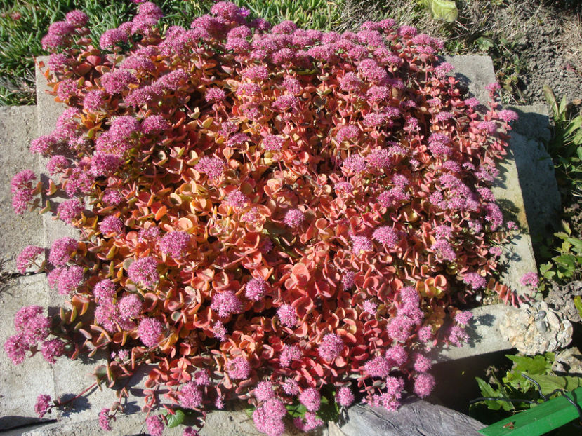 Sedum sieboldii Regel 1856. - Genul Sedum Hardy