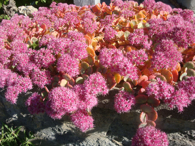 Sedum sieboldii Regel 1856. - Genul Sedum Hardy