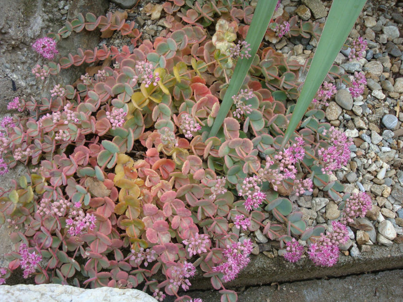 Sedum sieboldii  Regel 1856. - Genul Sedum Hardy