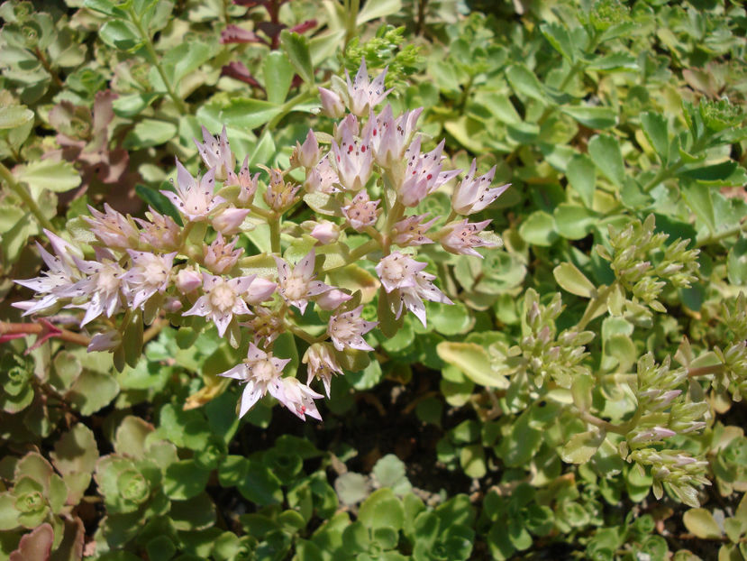 Sedum spurium M.Bieb.1808. - Genul Sedum Hardy