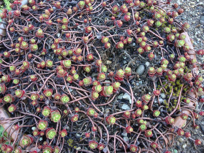 Sedum spurium 'Red Carpet' - Genul Sedum Hardy