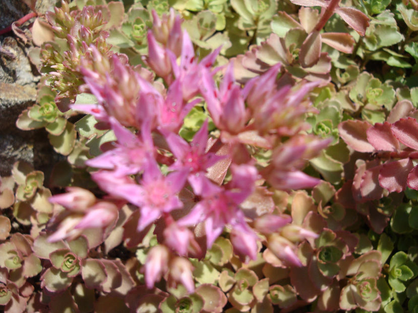 Sedum spurium 'Red Carpet' - Genul Sedum Hardy